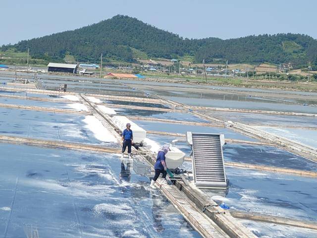21일 전남 목포에서 배를 타고 하의도, 비금도를 거쳐 2시간 만에 닿은 신안군 신의면 염전. 한 부부가 소금 생산에 열을 올리고 있다. 신안=박경우 기자