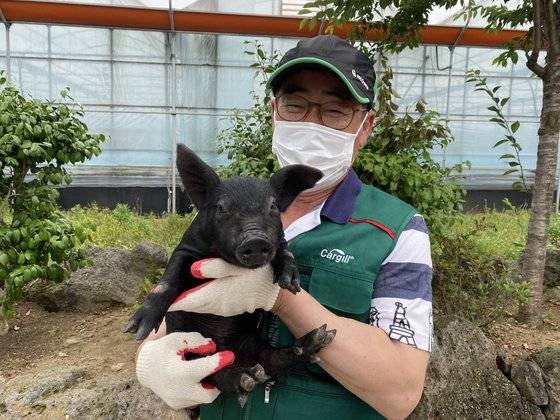 지난 10일 오전 제주시 한림읍 금악리의 한 양돈농가에서 김진삼 대한한돈협회 제주서부지부장이 직접 키운 어린 흑돼지를 들어보이고 있다. 최충일 기자