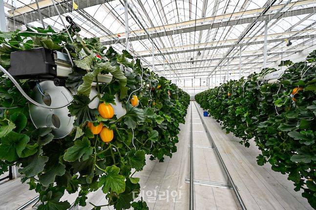 참외 수직재배 시스템에 적용된 첨단디지털온실 모습. 중앙에는 수확 로봇이 이동하는 레일이 있고 모든 온도와 병충해 등을 관리하는 시스템이 곳곳에 설치돼 있다. ⓒ배군득 기자