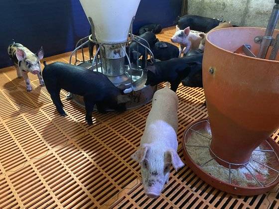 지난 10일 오전 제주 돼지 축사. 최충일 기자