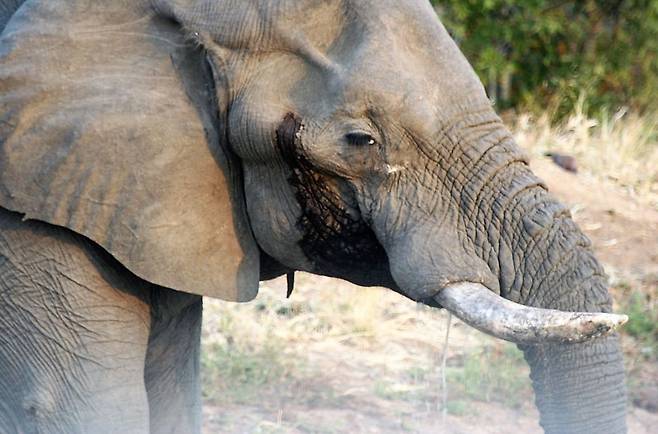 머스트에 접어든 수컷 아프리카코끼리의 모습. 테스토스테론 수치가 평소보다 최대 60배나 치솟으면서 눈 밑의 분비선에서 송진처럼 끈적한 액이 흘러나온다. /크왐블리사파리로지·위키피디아