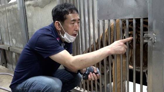 대전 오월드의 맹수 사육사인 문진호 씨가 시베리아 호랑이를 돌보고 있다. 왕준열PD