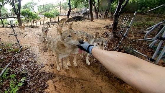 대전 오월드에서 한국 늑대들이 문진호 사육사에게 다가와 손을 핥고 있다. 왕준열PD