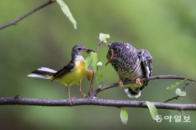 노랑할미새(왼쪽)가 둥지를 나온 뻐꾸기 새끼에게 먹이를 주고 있습니다. 경기 과천시, 2019년 7월 1일 촬영.