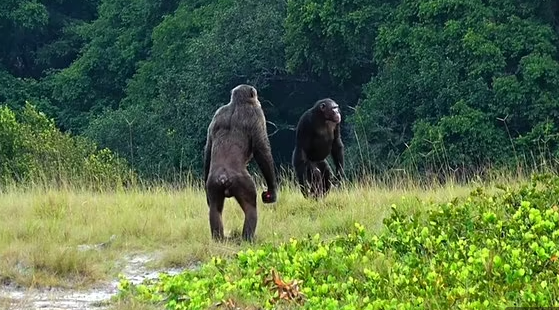 가봉 국립공원 야생의 침팬지 무리가 고릴라 무리를 공격하고 죽은 사체를 먹는 모습이 포착됐다. 전문가들은 기후변화로 인한 먹이 부족으로 경쟁이 심화되면서 발생한 현상으로 해석하고 있다.