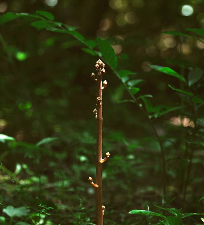 지난 2020년 7월 비자림로 인근 숲에서 관찰된 으름난초(멸종위기 야생생물 II급).
