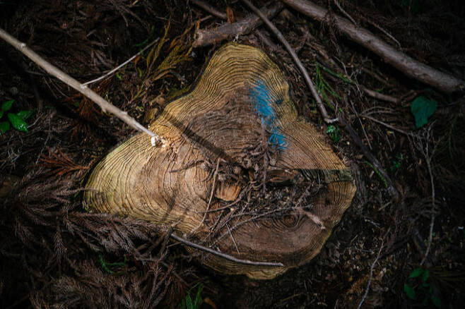 2018년 벌목 당시 잘려나간 삼나무 그루터기 모습. 나무가 쓴 ‘역사’인 나이테에는 비자림로의 시간이 고스란히 새겨져 있다.