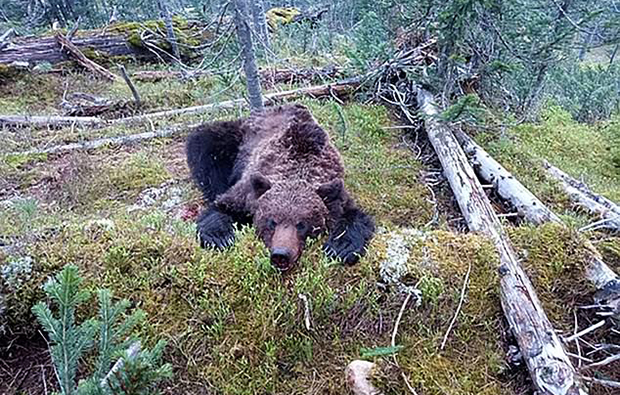 예르가키국립공원에서 야생곰 습격으로 사람이 죽은 건 이번이 두 번째다. 지난 달 21일에는 굶주린 야생곰 습격으로 16살 산악가이드가 숨졌다. 식인곰(사진)은 사건 이틀 후 사살됐다.