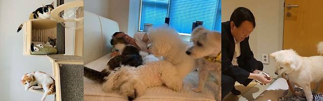 윤석열 전 검찰총장은 유기묘 아깽이, 나비, 노랑이(좌측 위부터) 등 고양이 3마리, 분양 받은 비숑 프리제 써니와 마리, 유기견 나래(중앙 좌측부터), 유기견 토리(오른쪽) 등 개 4마리를 키운다. 총 7마리나 된다. /윤석열 캠프 인스타그램 '토리스타그램'