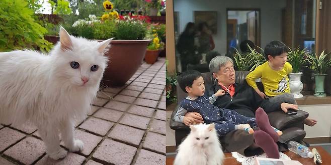 최재형 전 감사원장이 19년째 키우고 있는 고양이 '민들레' /최재형 캠프 제공, 최재형 딸 인스타그램
