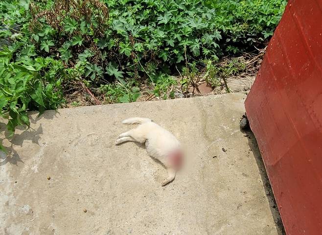 현장 조사 당시, 완도군 보호소 안에서 발견된 목이 잘린 강아지 사체. 유영재 대표는 “좁은 보호소 안에 많은 개체를 수용하다가 벌어진 사고 같다”고 추정했다. 비글구조네트워크 제공