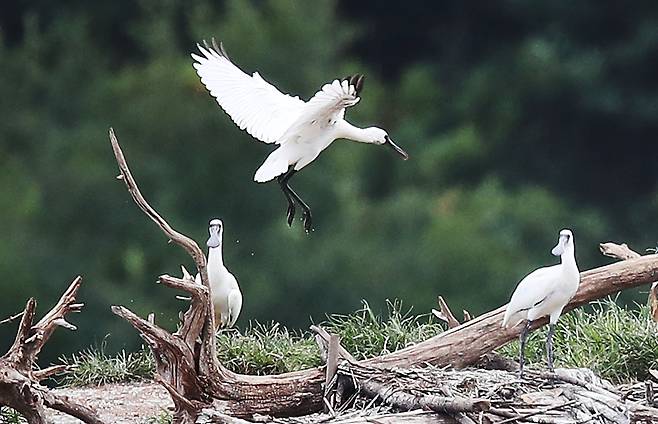 천연기념물이자 멸종위기종인 저어새 유조(새끼)가 19일 인천 남동유수지 부근에 마련된 인공섬에서 휴식을 취하고 있다. 우상조 기자