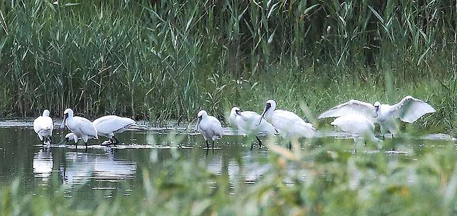 저어새 무리가 19일 인천 남동유수지에서 먹이활동을 하고 있다. 우상조 기자