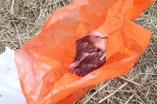 이날 관계자들이 폐사체 수거 작업 중 구조한 갈매기. 보툴리즘 마비 증상을 보이고 있다. 우상조 기자