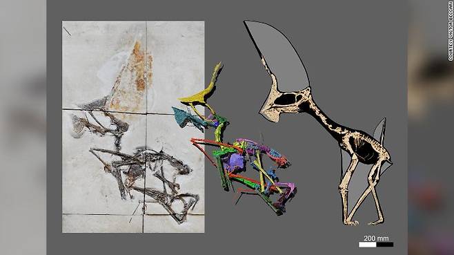 투판닥틸루스 나비간스 익룡 화석의 해부학적 구조를 분석한 이미지.