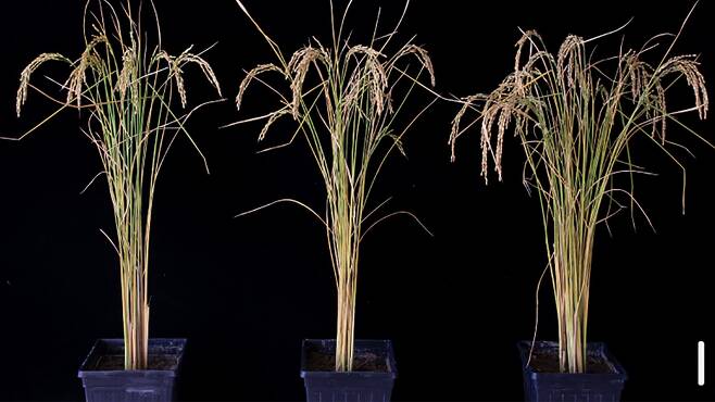 FTO 유전자 이식 벼(오른쪽)는 그렇지 않은 벼(왼쪽 및 가운데)보다 50% 더 많은 쌀을 생산했다.