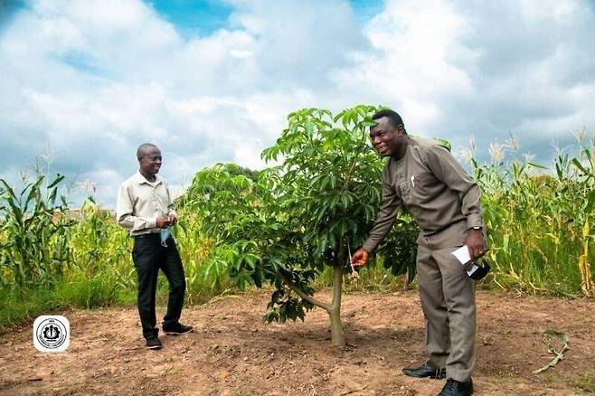 성숙 기간을 2년 이내로 단축한 바오바브나무의 묘목. 호 공대 제공