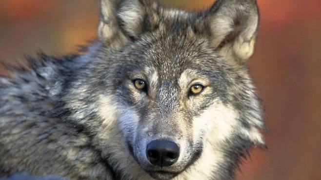 몽골 유목민들에게는 '늑대보다 높은 운명을 가진 사람만이, 늑대를 잡을 수 있다.'는 속담이 있다.늑대의 타고난 야성은 결코 길들여지지 않고 언제든 그 본성을 드러내는 것으로 알려져있다./Pixabay