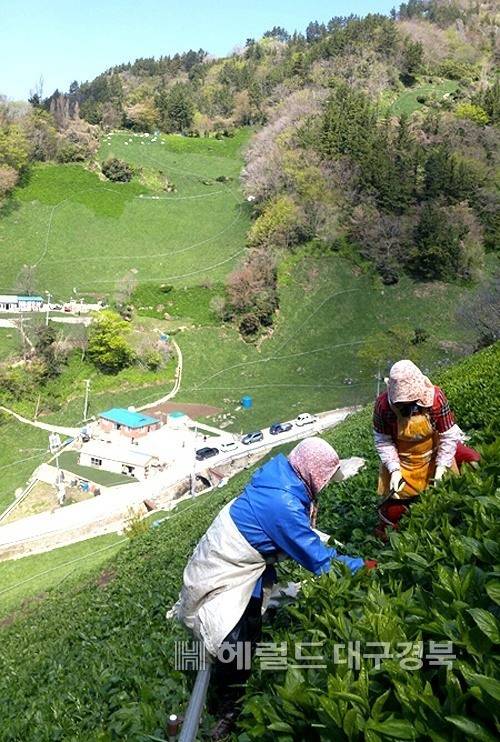 깍아 지른 절벽밭에서 산채를 수확하는 울릉도 농업인들이 항상 위험에 노출되고 있다( 헤럴드 DB)