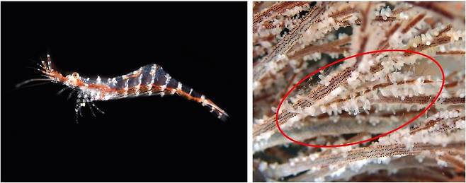 국립생물자원관의 연구를 통해 제주도 서귀포 인근 바다에서 발견된 ‘해송투명새우’(가칭). 국립생물자원관 제공
