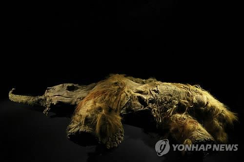 시베리아 동토에서 발굴된 털북숭이 매머드 '유카' [EPA=연합뉴스]