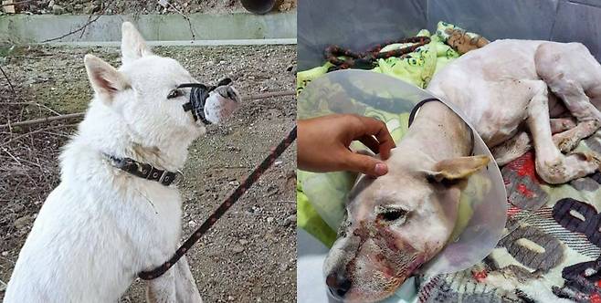 두꺼운 공업용 고무줄에 입이 꽁꽁 묶인 채 발견된 유기견 '백구'/비글구조네트워크 페이스북
