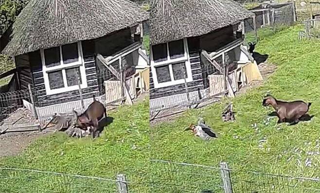 지난 5일 네덜란드 헬데를란트주의 한 농장에서 수탉과 염소가 닭을 매로부터 구해내는 모습이 포착됐다./Dogtooth Media 유튜브