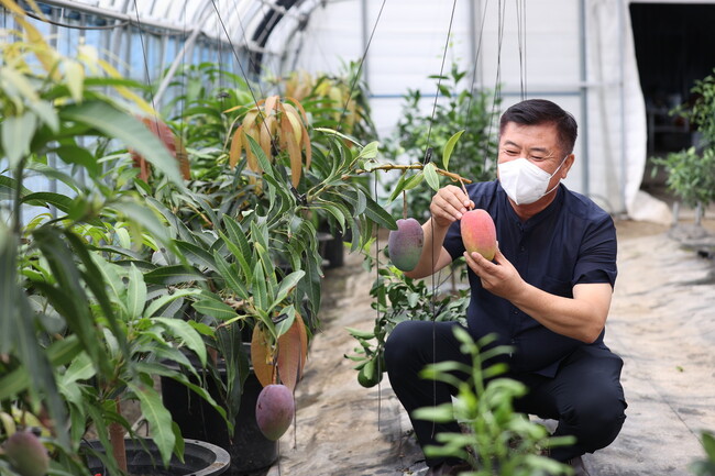 전북 임실군 한 농장주가 자신의 시설하우스에서 재배한 애플망고를 살피고 있다. 임실군 제공