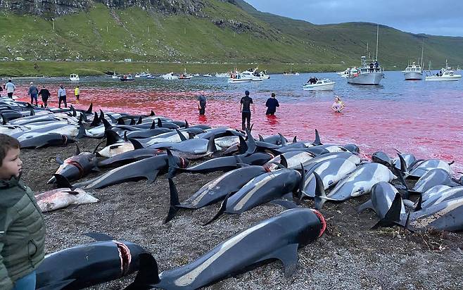 해양환경 보호단체 씨 셰퍼드(Sea Shepherd)가 제공한 페로제도의 돌고래 사냥 현장 사진. 일요일인 지난 9월 12일 상황이다. 흰줄무늬돌고래 사체가 해안을 가득 메우고 있다. 고래의 머리 뒷부분이 깊게 잘려 있고 바다는 고래의 피로 붉게 물들었다. AP=연합뉴스