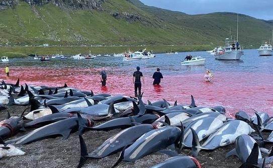 지난 12일 덴마크령 페로 제도에서 학살당한 돌고래들. 해양 환경보호 단체  ‘씨 셰퍼드’(Sea Shepherd) 사회관계망서비스(SNS) 갈무리