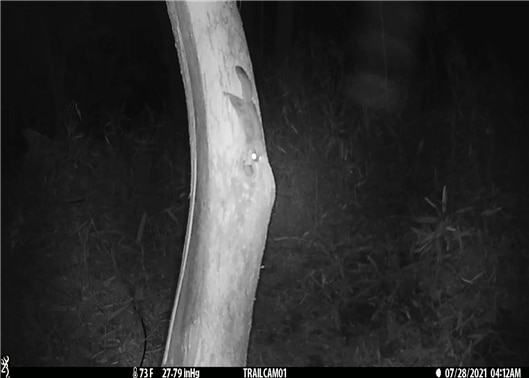 지난 7월 28일 지리산국립공원에서 멸종위기 야생생물 Ⅱ급 하늘다람쥐가 나무에 튼 둥지로 접근하고 있다. /국립공원공단
