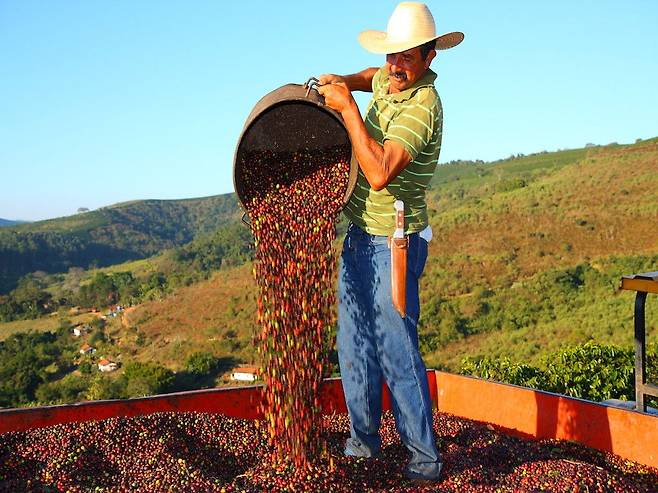 브라질 커피농장에서 원두를 수확하는 모습. /트위터 캡처