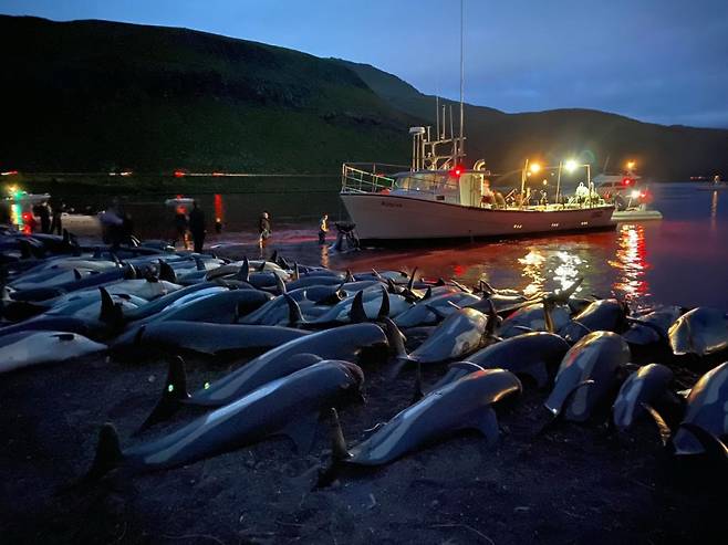 12일(현지 시간) 덴마크 자치령 패로 제도에서 하루에 1400여마리의 흰 줄무늬 돌고래가 사냥당했다. /사진제공=AP/뉴시스