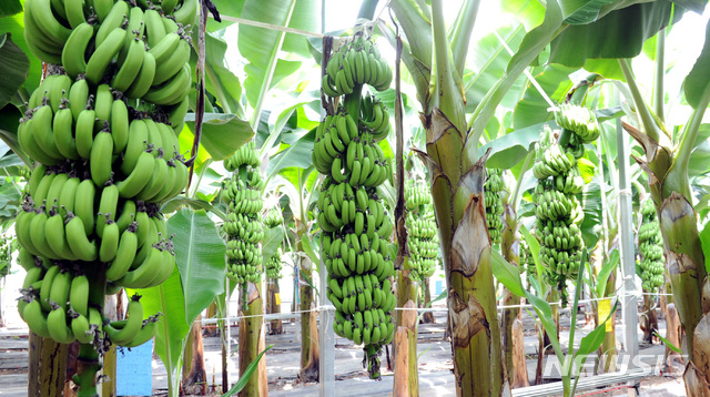 [해남=뉴시스] 전남 해남지역 바나나 재배단지. photo@newsis.com