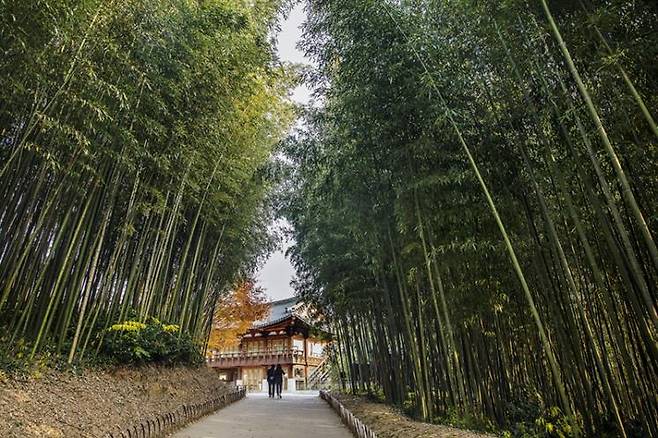 죽녹원 홈페이지