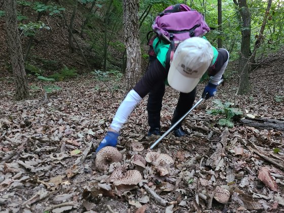 지난 16일 강원 춘천시 사북면 용화산에서 27년째 버섯을 채취해 온 주민이 능이 버섯을 발견한 모습. 박진호 기자