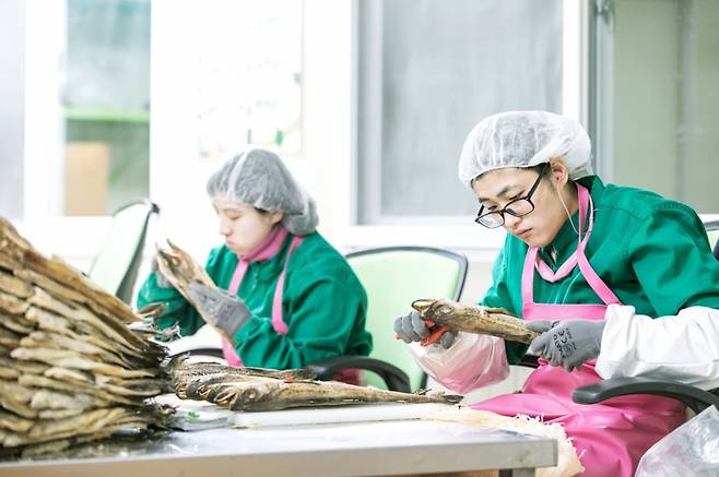 강원도 인제군에 위치한 황태를 가공하는 '으뜸올푸드' 직원들이 황태를 다듬고 있다./사진제공=삼성전자