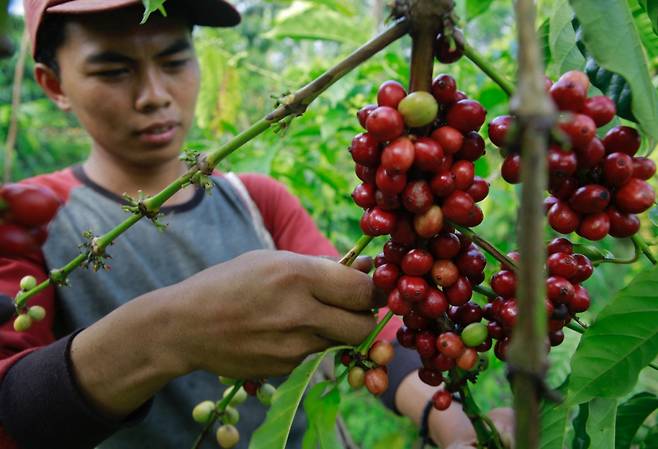 커피 원두 생산량이 줄면서 내년에 가격 상승이 불가피할 것이라는 전망이 나왔다. /사진=AFP통신