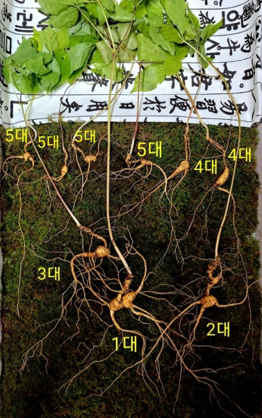 경남 함양군 휴천면 지리산 자락에서 발견된 5대 가족 천종산삼 /사진=뉴시스(한국전통심마니협회 제공)