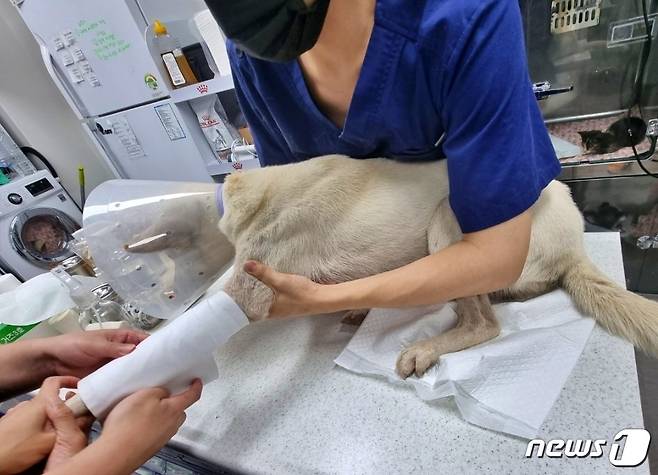 교통사고를 당한 백구를 동물병원 관계자들이 치료해 주고 있다. (독자 제공) © 뉴스1