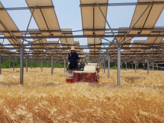 영농형 태양광이 설치된 농지에서 농민이 트랙터를 운전하고 있다. © 뉴스1 /사진=뉴스1