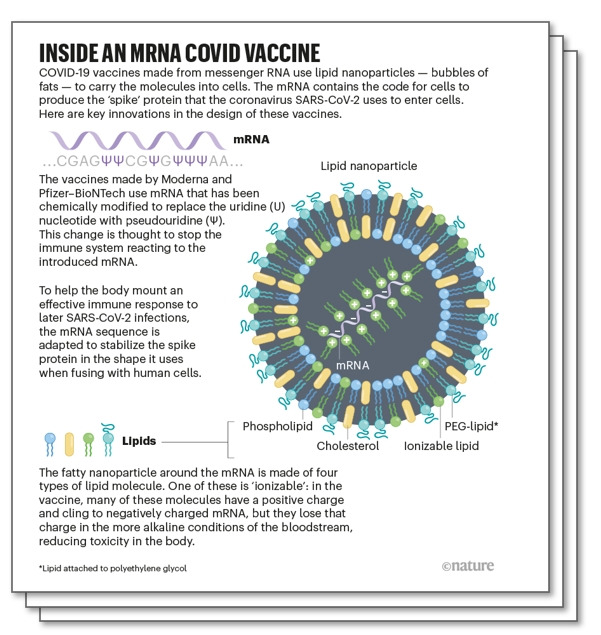 mRNA 백신의 개발사는 화학적으로 안정적인 mRNA의 개발 그리고 안정적으로 이를 세포내로 전달할 수 있는 지질전달체의 개발로 요약될 수 있다. 네이처 제공