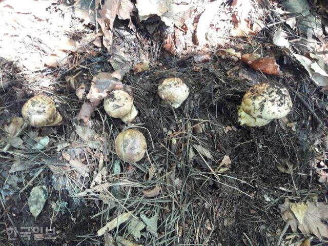전국 최대 송이버섯 생산지인 경북 영덕과 경북 포항 경계지역의 산속 소나무 아래에 23일 송이버섯이 올라와 있다. 독자 제공
