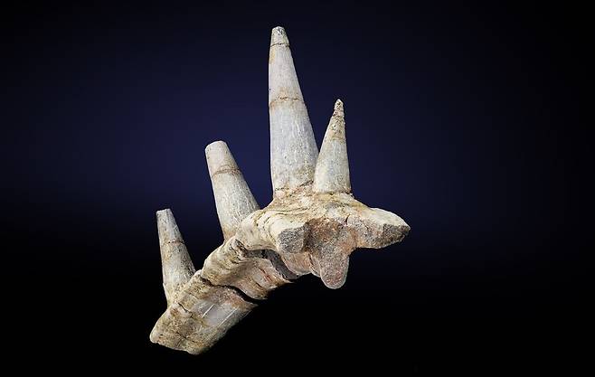 새로운 안킬로사우루스 공룡은 갈비뼈와 융합된 가시 뼈로 포식자의 공격을 막아냈을 것이다. 런던 자연사박물관 제공.