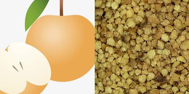 배에서 추출한 석세포. 출처 = 루츠랩