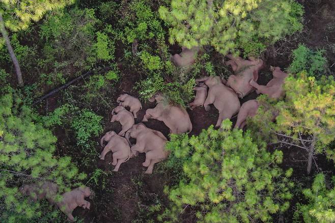 중국 시솽반나 자연보호구역에 서식하다 여행을 떠난 코끼리들이 지난 6월 윈난성 어느 마을에서 다같이 낮잠을 자는 모습이 발견됐다. |신화연합뉴스