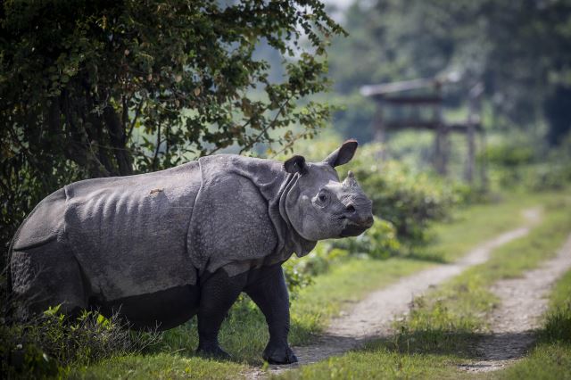 카지랑가 국립공원을 거니는 외뿔코뿔소의 모습. 연합뉴스