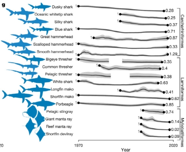 지난 1월 네이처지에 실린 논문(제목 ‘Half a century of global decline in oceanic sharks and rays)은 “지난해까지 최근 반세기 동안 백상어 개체 수 70%가 급감했다”면서 “이런 절망적인 숫자는 국제 사회에서 샥스핀 거래가 급증한 탓”이라고 밝혔다.(사진=네이처)