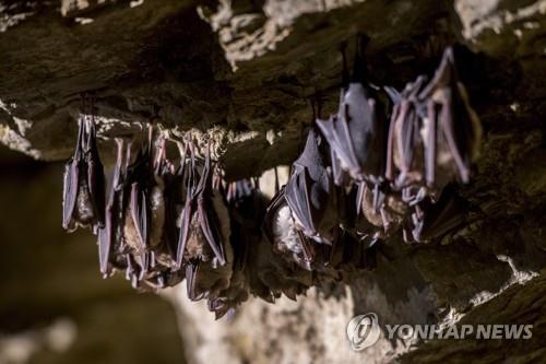 동굴 천장에 매달린 관박쥐  [EPA=연합뉴스]