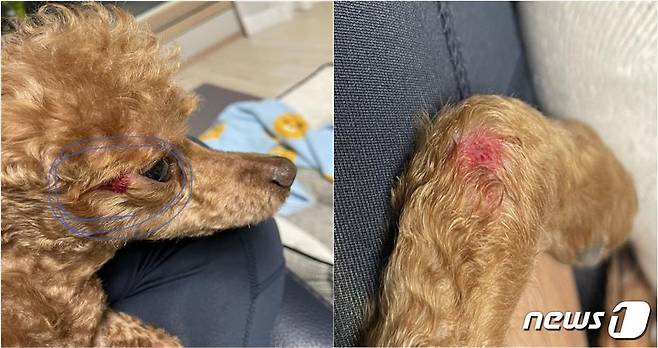 배달 오토바이가 목줄을 끌어 강아지가 다친 모습.(아파트 입주민 제공) © 뉴스1